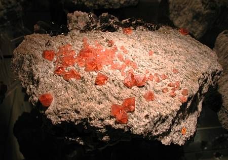 viele Rosafluorite auf Matrix mit Rauchquarz, eine der grössten Stufen des Fundes! B: ca. 25 cm, Frunthorn (GR)
