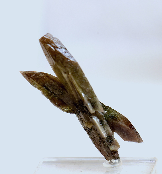 Spehn-Kristalle (teils mit Phantombildungen)| KL: ca. 3cm; F: Stubachtal; Finder: Sepp Papp. 