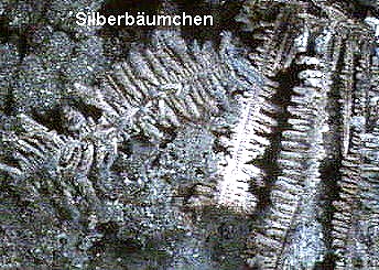 gediegen Silber in Bäumchenform aus der Grube Hartenstein Gr 371, Erzgebirge. ca. 20 mm Bildbreite