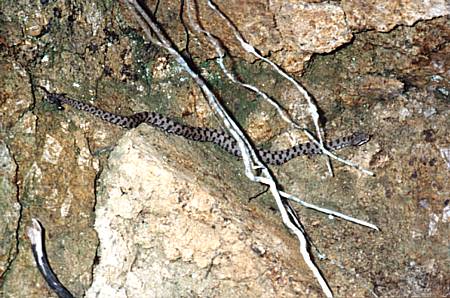 Auch die Fauna..., gehört auf Elba in der warmen Zeit zum Strahleralltag. Dummerweise versperrte eine Viper, die einzige Giftschlange auf Elba, den Zugang zu einer potenziellen Kluft!. 