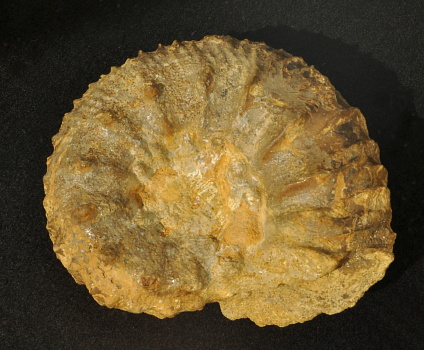 Ammonit (