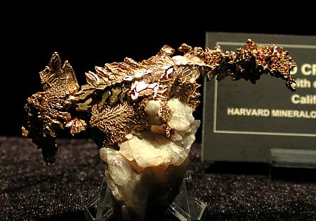 Goldkristalle auf Quarz| B: 8 cm; Californien, USA. (Harvard Mineralogical Museum)