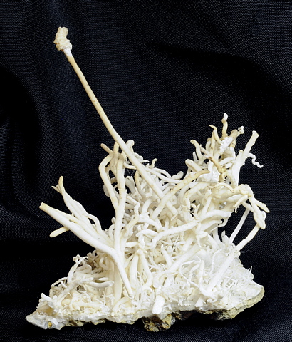 Aragonit (Eisenblüte)| H: 10 cm; F: Hinterglemm, Glemmtal; Finder: Alfred Bachmann, Herbert Löser
