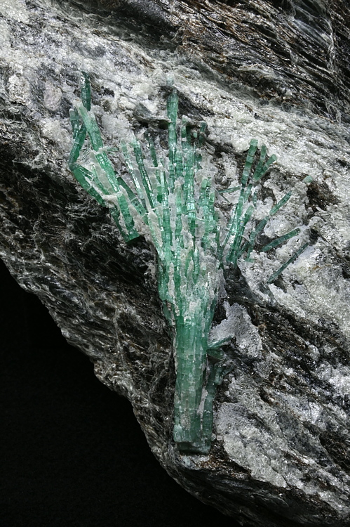 Smaragd-Blume| Detailausschnitt BH:10 cm; F: Habachtal; Finder: Andreas Steiner