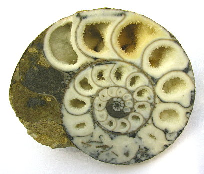 Ammonit mit Calcit| B: 14cm; F: Liestal (BL) 