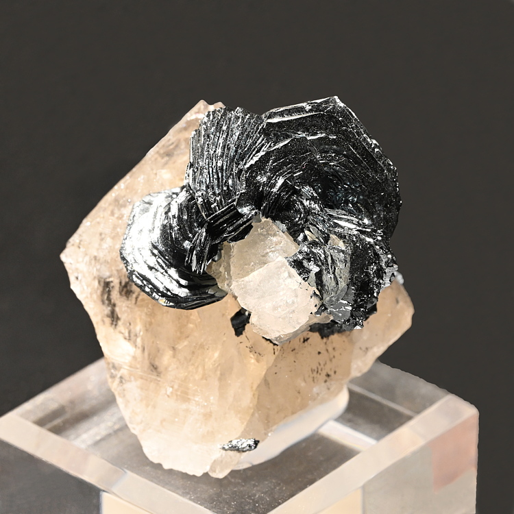 Eisenrose auf Bergkristall| H: 5 cm; F: Prosa TI; Sammlung: Guido Frigerio