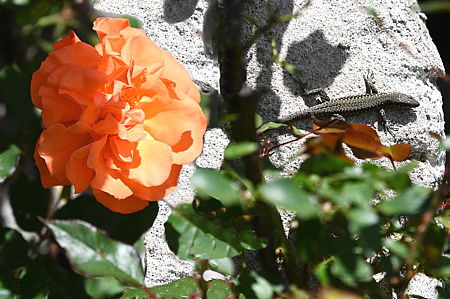 Eröffnung des Urner Mineralienmuseums 2024 - es war so warm, dass sich die Eidechsen zwichen den Rosen sonnten